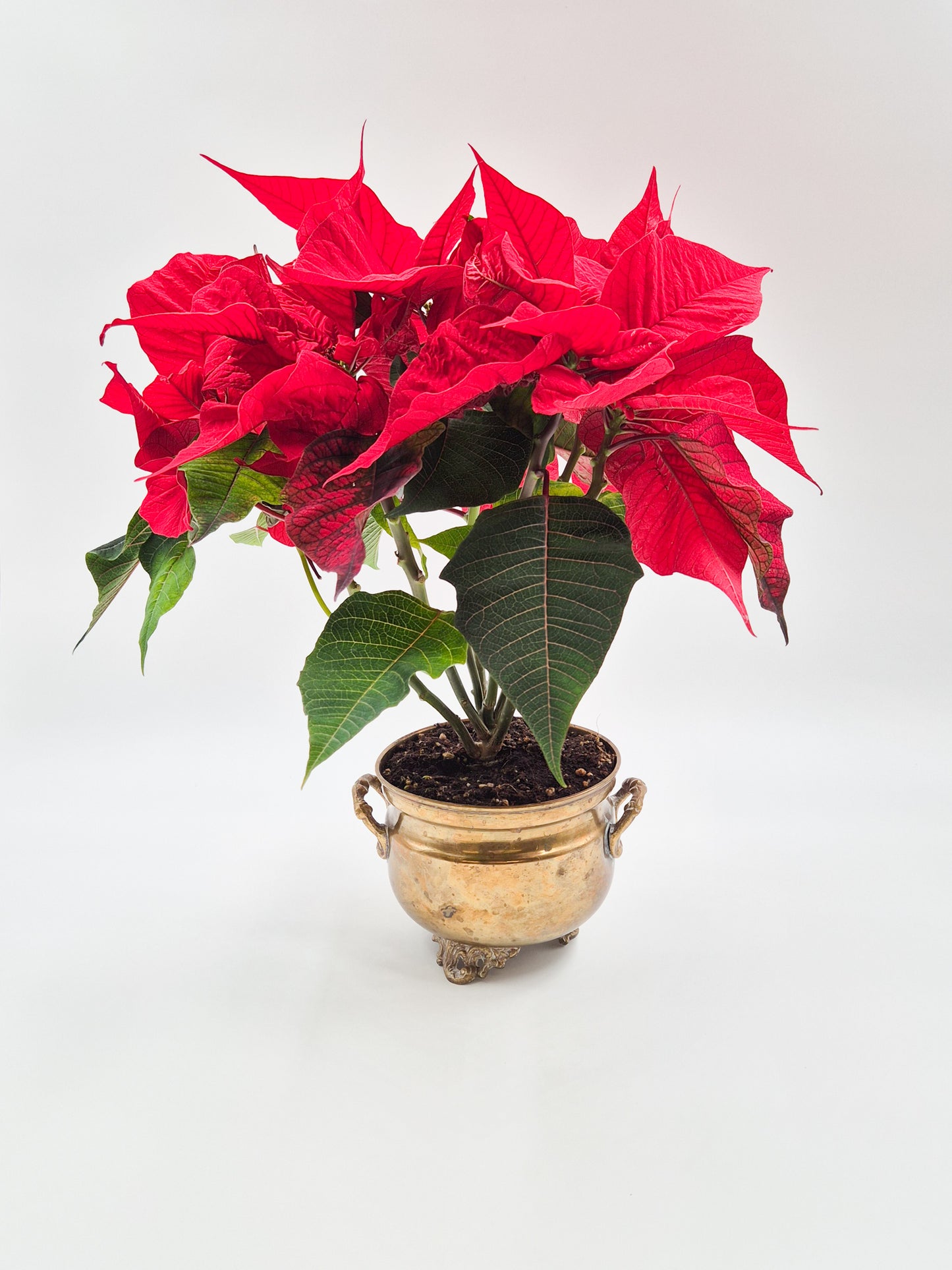 Cache-pot / pot de fleurs vintage en laiton