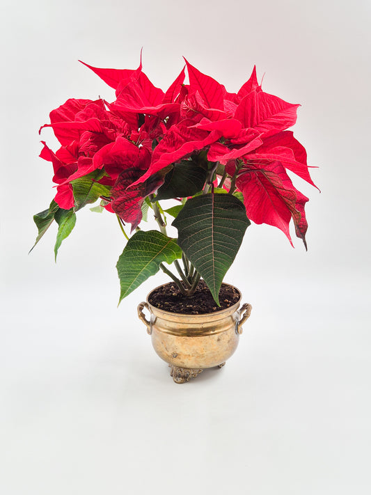 Cache-pot / pot de fleurs vintage en laiton