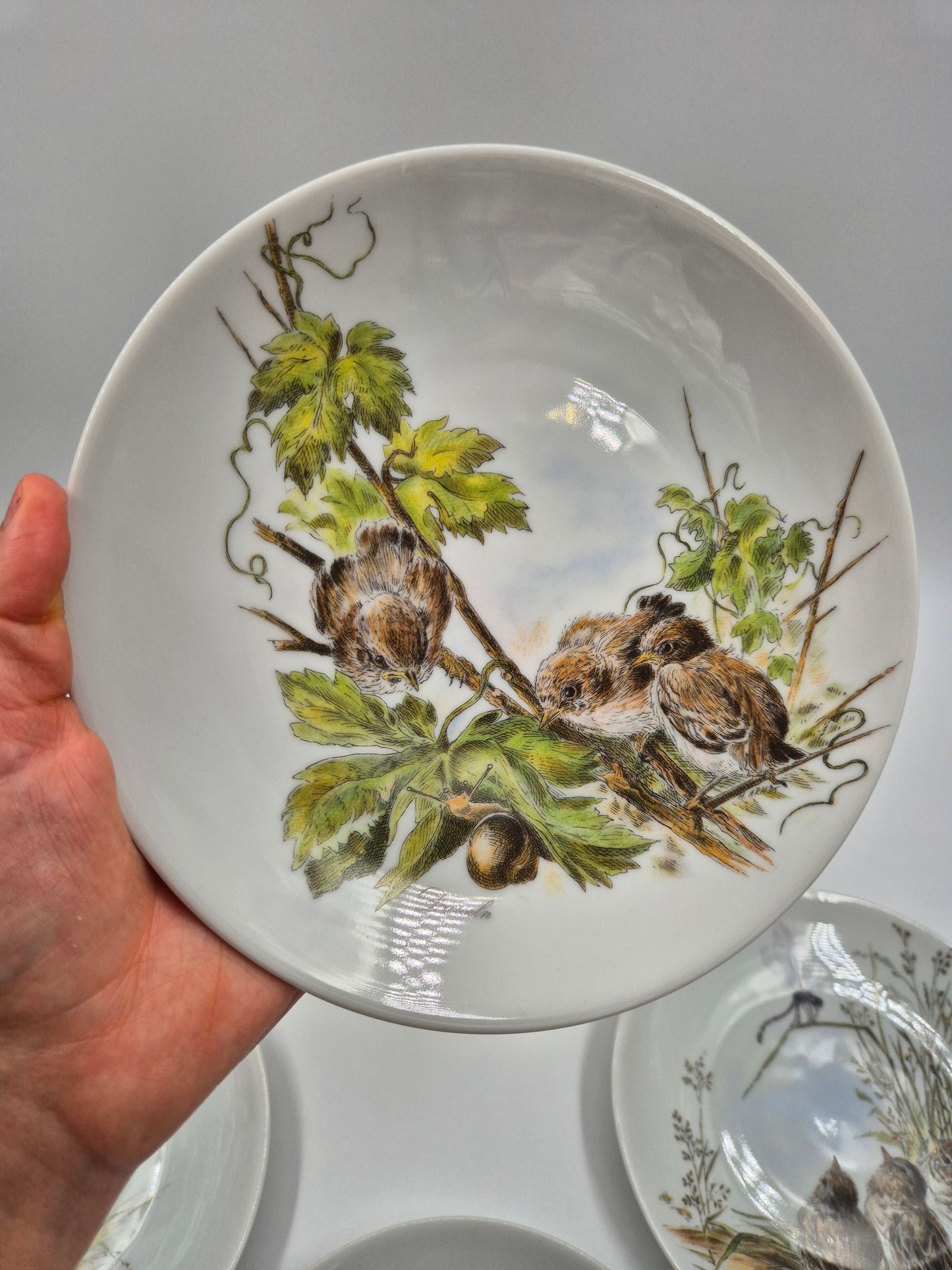 Set of 5 Vintage Vohenstrauss Bavaria Bird Wall Plates – Johann Seltmann Germany – Ø20 cm