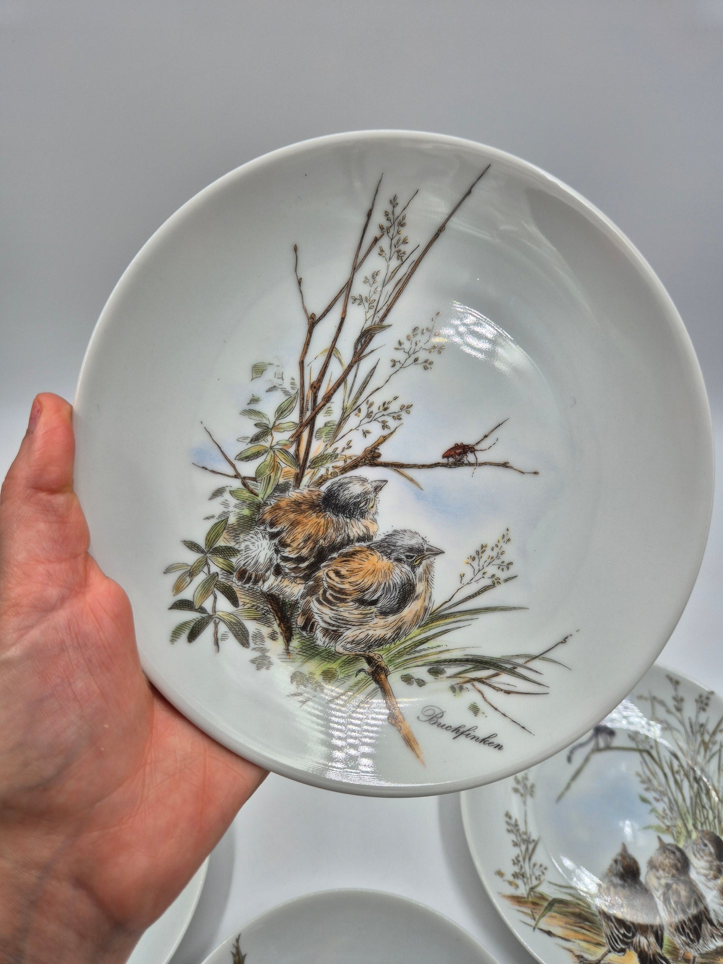 Set of 5 Vintage Vohenstrauss Bavaria Bird Wall Plates – Johann Seltmann Germany – Ø20 cm