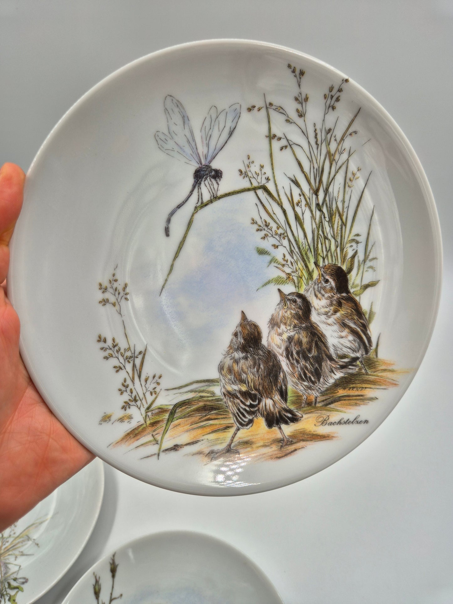 Set of 5 Vintage Vohenstrauss Bavaria Bird Wall Plates – Johann Seltmann Germany – Ø20 cm