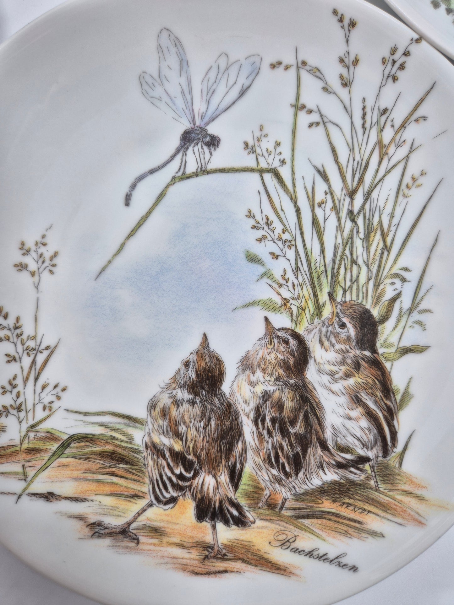 Set of 5 Vintage Vohenstrauss Bavaria Bird Wall Plates – Johann Seltmann Germany – Ø20 cm