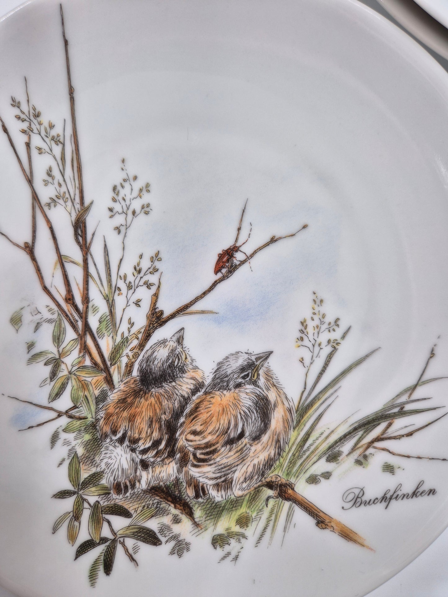 Set of 5 Vintage Vohenstrauss Bavaria Bird Wall Plates – Johann Seltmann Germany – Ø20 cm