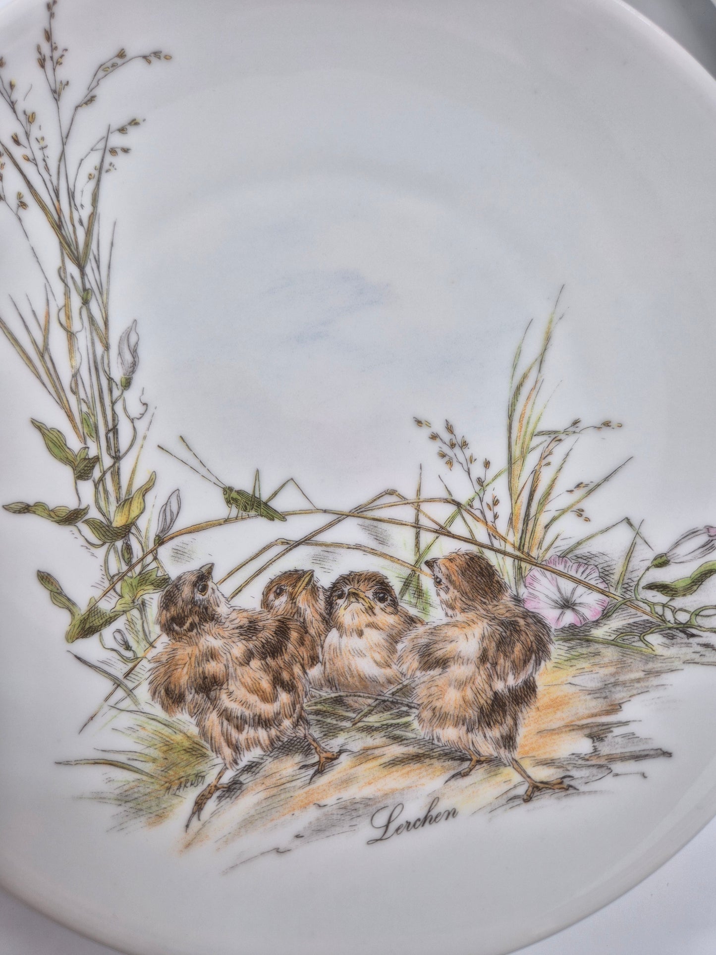 Set of 5 Vintage Vohenstrauss Bavaria Bird Wall Plates – Johann Seltmann Germany – Ø20 cm