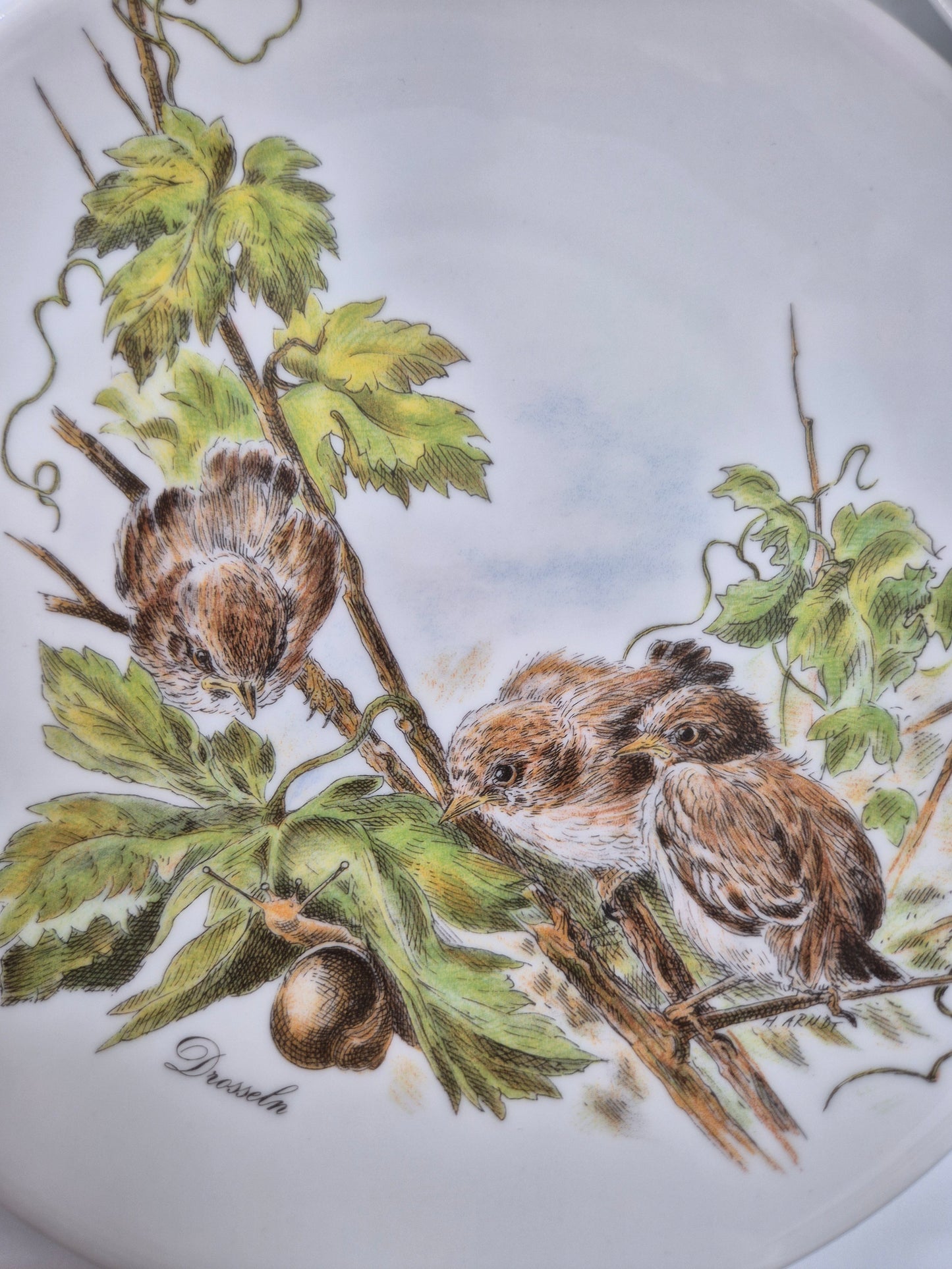 Set of 5 Vintage Vohenstrauss Bavaria Bird Wall Plates – Johann Seltmann Germany – Ø20 cm